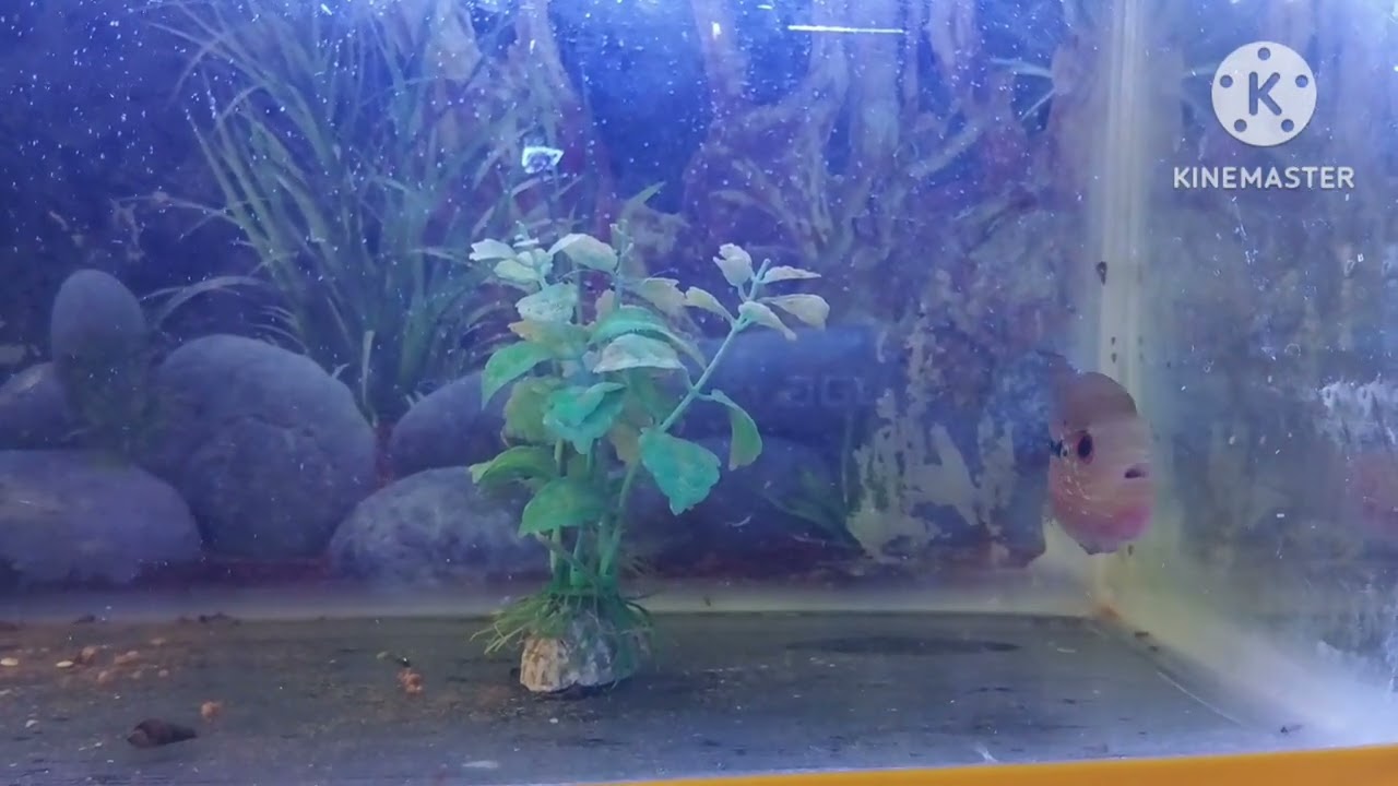 Flowerhorn transformation  