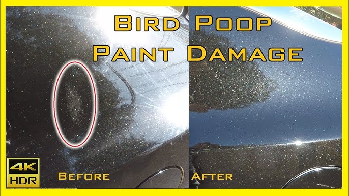 How to Remove Bird Poop Stains from Car Body?