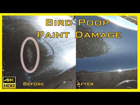 Bird Poop Paint Damage Repair Cost
