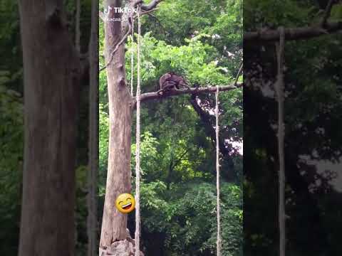 سکس میمون بالای درخت