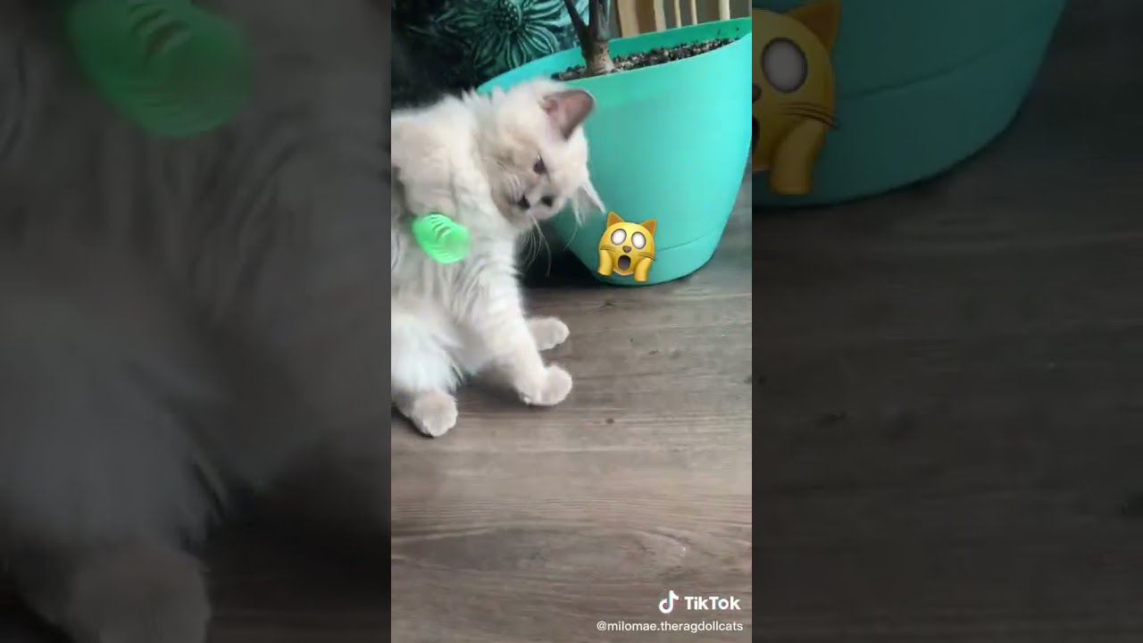 Cute Cat Spring Toy