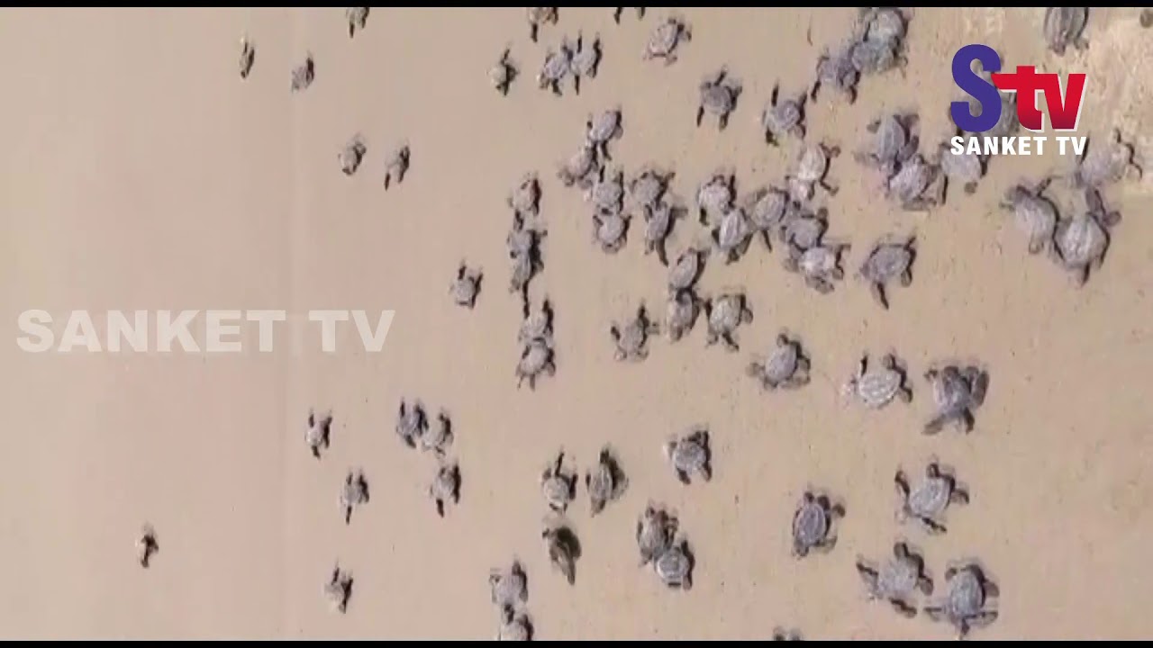 kalahandi block list Odisha : Over one thousand Olive Ridley turtles enter sea in Balasore | Sanket Tv