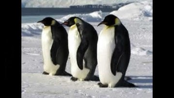 PENGUINS - Lindsay Thomas Morgan