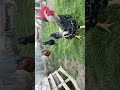 #shorts #shortsvideo #viral #viralvideo #funny #love #aşk #horoz #tavuk #chicken #trending #reels