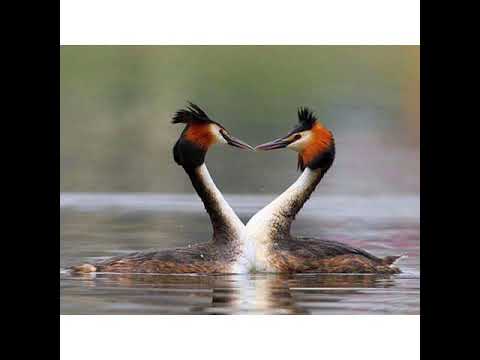 توافق برج الحمل مع برج الميزان وأسرار خاصه عنهم البس الهاند فري