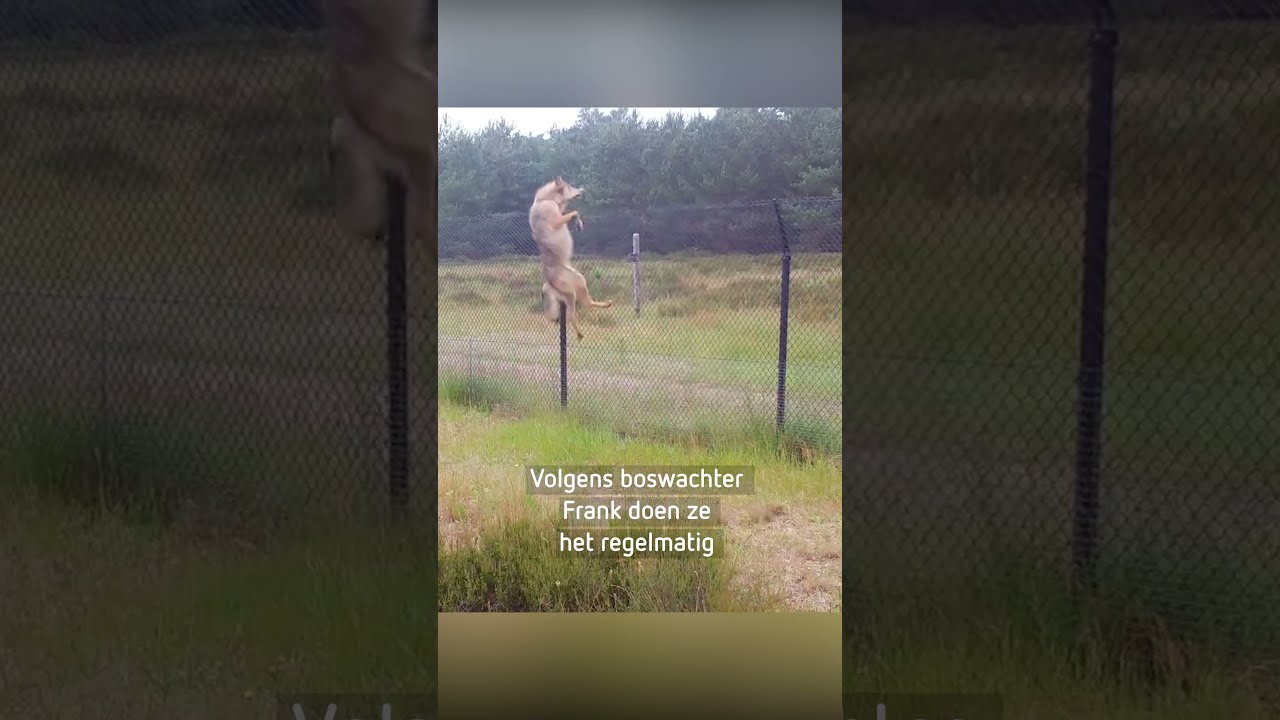 Wolven Klimmen Over Hek Hoge Veluwe Natuur Wolf Hogeveluwe