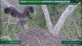 Duke Farms Eagle Cam: 2026.05.10 Fledged! Duke Farm Eagle Cam
