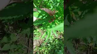 uk outdoor guerilla grow update on  Conscious_genetics garden