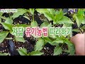 고추모종에 자닮유기농법 따라하기 요약본 ( 미생물 배양 자닮유황 자닮오일 만드는 방법 )