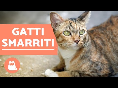 Video: Come Ritrovare Un Gatto Smarrito