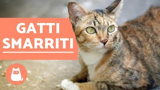 I gatti smarriti tornano sempre a casa?