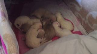 Ragdoll kittens day one by Spooky Spaansen 21 views 6 years ago 36 seconds