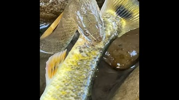 Snake bites off more than it can chew