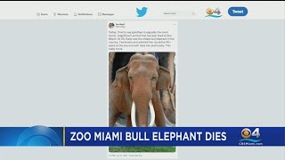 Zoo Miami Mourns Ping Of Most Iconic, Magnificent Dalip