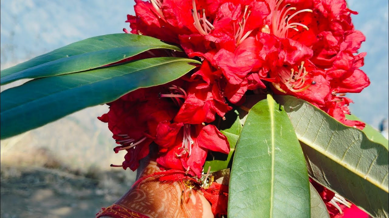 महाशिवरात्रि में गए छोटा कैलाश 🌻Har har Mahadev🙏🙏🙏 