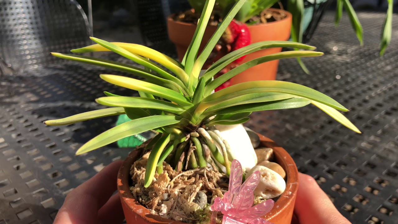 ОРХИДЕЯ Neofinetia falcata 'Hanagoromo' 花衣. Немного об уходе.