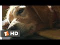 A dogs purpose 2017  bailey passes on scene 410  movieclips