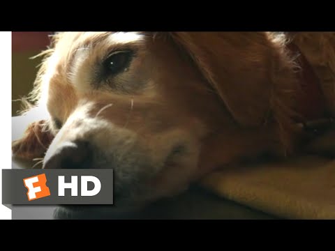 a-dog's-purpose-(2017)---bailey-passes-on-scene-(4/10)-|-movieclips