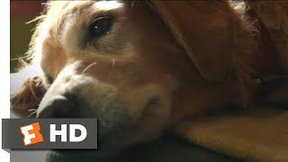 A Dog's Purpose (2017)  Bailey Passes On Scene (4/10) | Movieclips