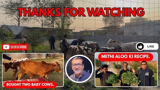 Bought Two Baby Cows