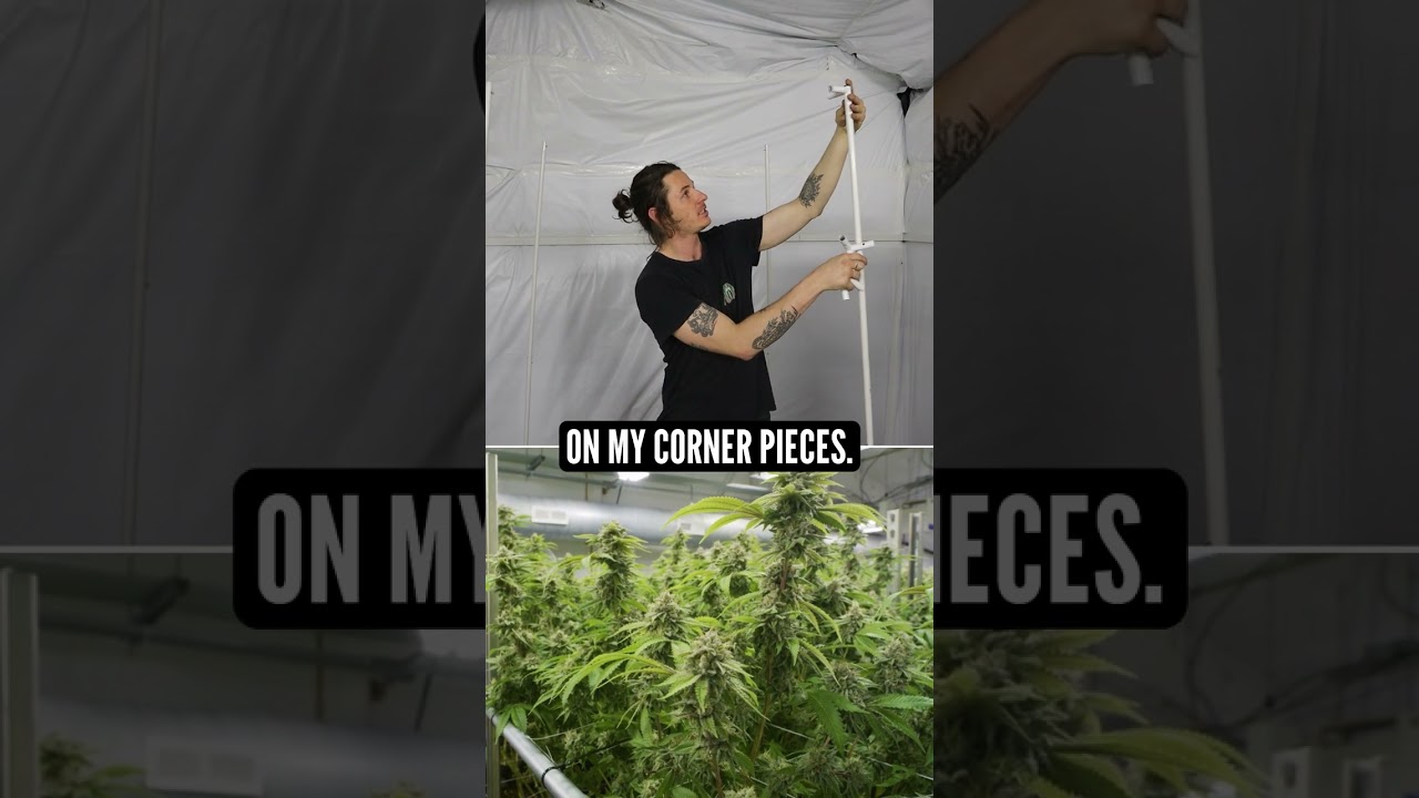 How to Setup an Indoor Grow Tent