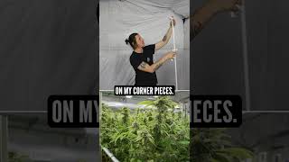 How to Setup an Indoor Grow Tent Wealth