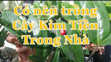 Xem Xong Video Này Bạn Sẽ Biết Ý Nghĩa Thực Sự Của Cây Kim Tiền #CayPhongThuy