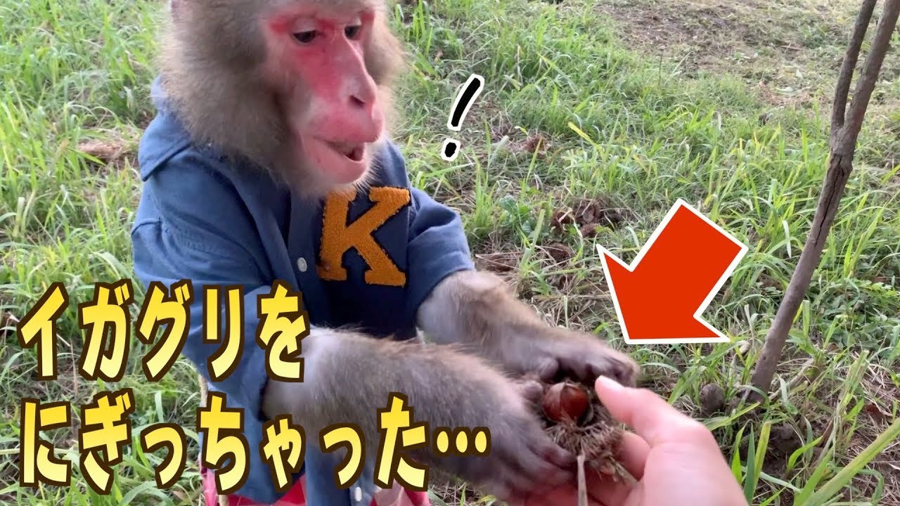 This monkey saw a chestnut for the first time and didn't realize