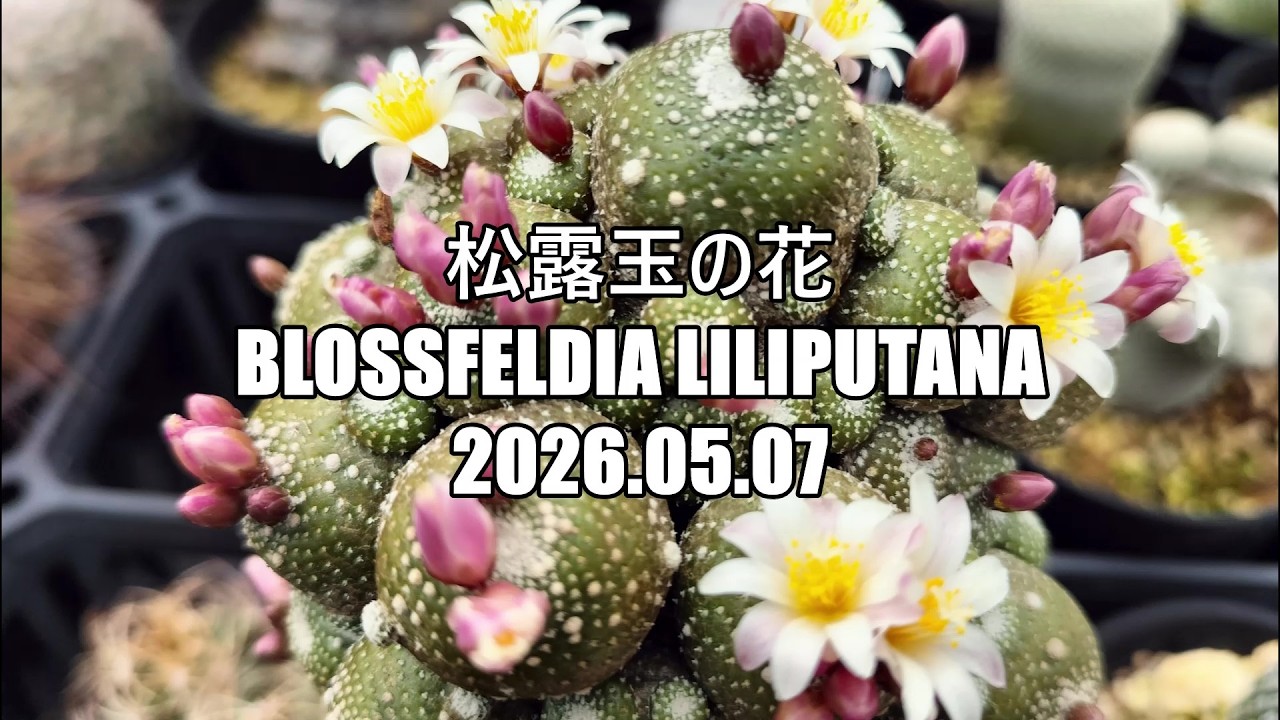 松露玉の花Blossfeldia liliputana 2026 05 07 - YouTube