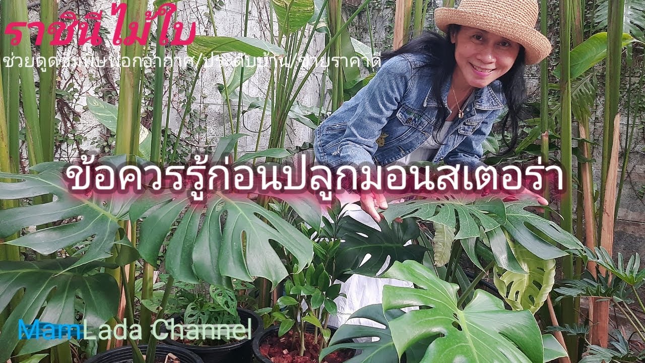 มอนสเตอร่า ราชินีไม้ใบ ช่วยฟอกอากาศดูดซับสารพิษปลูกง่ายขายได้ราคาดี @ MamLada Channel