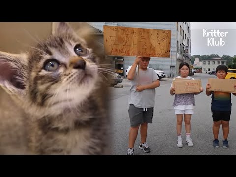 Vídeo: Signes D’embaràs De Gats