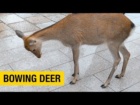 Polite Bowing Deer at Nara Park