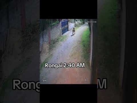 The Rongai lion
