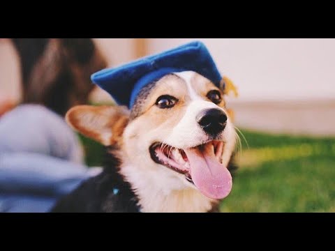 Дрессировка с проживанием — «ЗА» и «ПРОТИВ». Как выбрать лучший вариант.