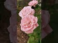 Today’s bloom#rose #rosecaring #flowers #gardenflowers#gardeninglife#garden#roses