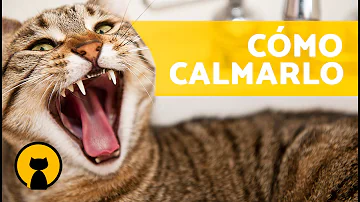 ¿Cómo calmar a un gato agresivo?