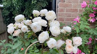 David Austin roses in shade -  Desdemona and PAOK -2 years on #desdemona #rose #davidaustinroses