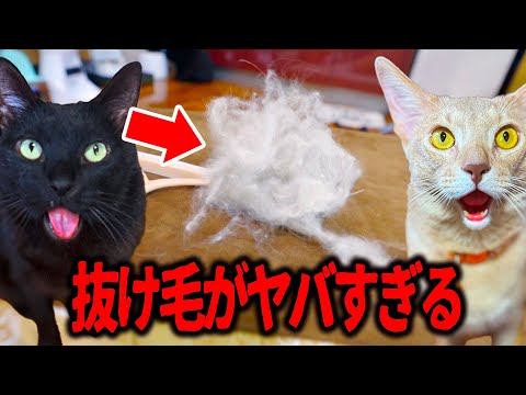 換毛期のヤバい抜け毛。最強アイテム見つけました！ - YouTube