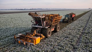 Frozen beet harvest with classic machinery | The last harvest | Agrifac ZA 215 EH