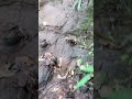 3rd part Gorkhagad tracking#shortvideo