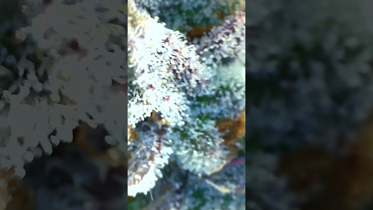 How to Grow Cannabis Organically: Amnesia Haze Up-Close Look at 