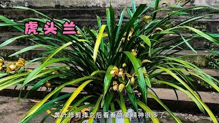 200块在村里买了一盆大虎头兰,花苞像鹰嘴一样,浓香型的兰花