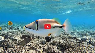 💖 48 secondes de snorkeling avec un baliste Picasso 🤿 Resimi