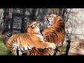 Sibirische Tiger Ahimsa und Jegor - Tierpark Hellabrunn