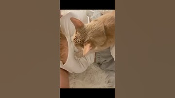 She Thinks That I’m A Loaf Of Bread #catmemes #catshorts #catvideocompilation
