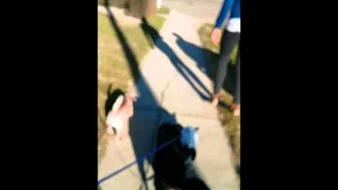 Walking The Gang