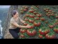 Harvesting Rare Mountain Tomatoes To Sell | Natural High Mountain Tomatoes With Intense Taste