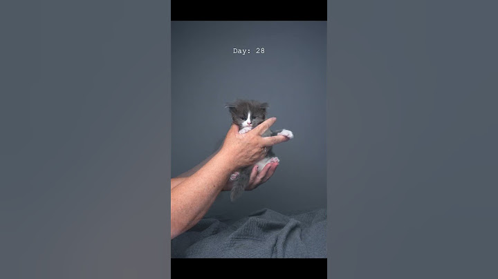 Watch the video about Kitty growing up 🐱📈 #furryfritz #catographer #cats #kitten #mainecoon #cutecat #catgrowingup