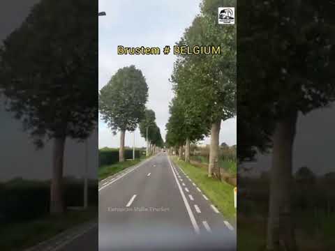 Video: Belgická Laekenois