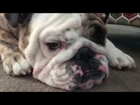 Reuben the Bulldog: A Quiet Evening With Roo pets bd